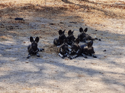 Machab Safaris Zimbabwe Ingwe Pan Camp Wild Dog