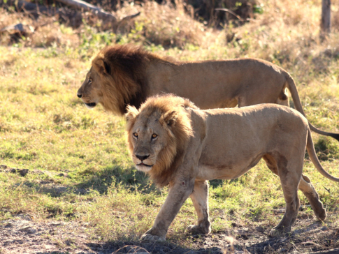 Machaba Botswana Okavango Delta Gomoti Plains Camp Lions 2 Sightings July 2018 Machaba Botswana Okavango Delta Gomoti Plains Camp Lions 2 Sightings July 2018