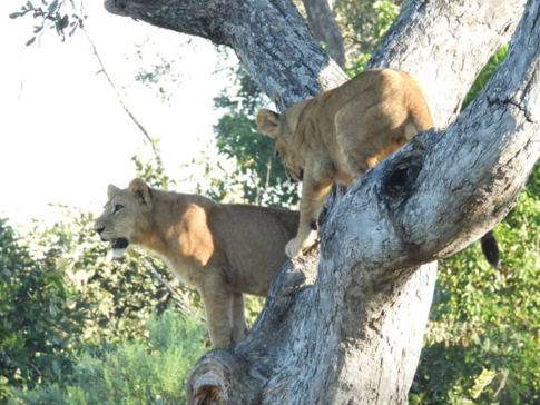 Machaba Kiri Camp Wildlife Sightings May 2026 Lionesses In A Tree