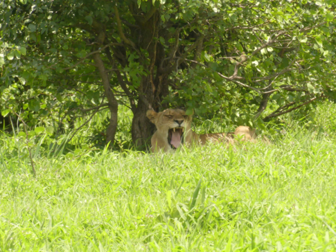 Machaba Zimbabwe Deteema Springs Sighting February 2020 Gallery Lion Machaba Zimbabwe Deteema Springs Sighting February 2020 Gallery Lion