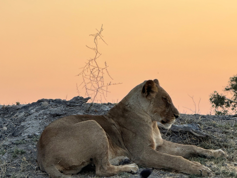 Machaba Kiri Camp October Sightings Lioness Machaba Kiri Camp October Sightings Lioness