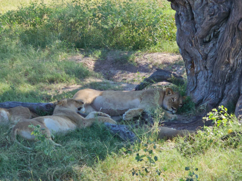 Verneys Camp Hwange Lion Pride Verneys Camp Hwange Lion Pride