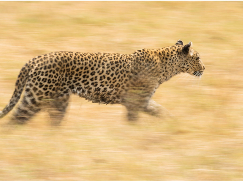 Machaba Botswana Okavango Delta Gomoti Plains Camp Cheetah Sightings Report August 2019 Machaba Botswana Okavango Delta Gomoti Plains Camp Cheetah Sightings Report August 2019