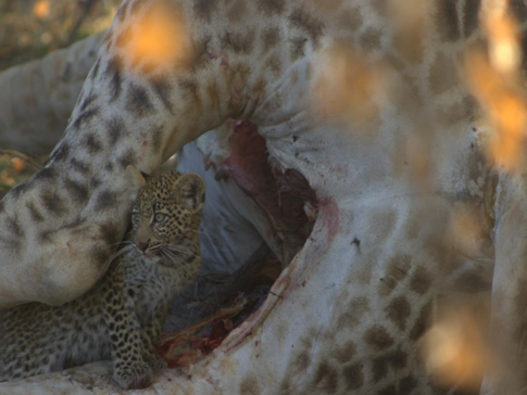 Machaba Botswana Okavango Delta Giraffe Leopard Sightings Update July 2017