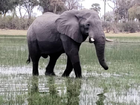 Machaba Safaris Botswana Okavango Delta Gomoti Plains August 2020 Elephant