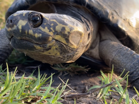 On Safari Nala Episode 10 Hinge Terrapin Gallery Mud Turtle