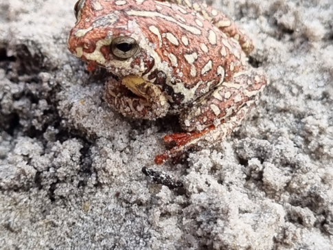 Botswana Kiri Camp Frog Botswana Kiri Camp Frog