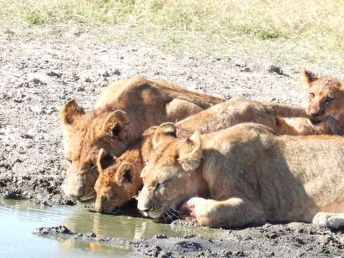 Machaba Kiri Camp Wildlife Sightings June 2026 Lions Drinking Water