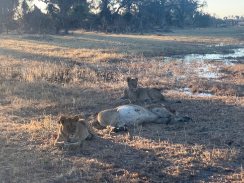 Machaba Botswana Okavango Delta Gomoti Plains Leopard Sightings July 2020 Lioness Machaba Botswana Okavango Delta Gomoti Plains Leopard Sightings July 2020 Lioness