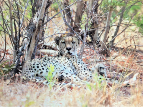 Machaba Zimbabwe Hwange Verneys Camp Cheetah Sightings September October 2019
