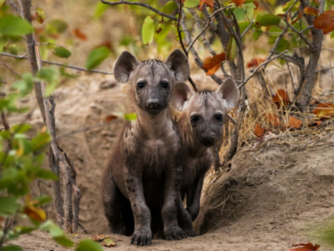 Young hyena cubs sit outside their den site in teh Okavango Delta.