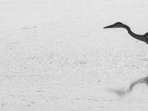 Machaba Botswana Okavango Delta Machaba Camp Duck Sightings Update June 2017 Machaba Botswana Okavango Delta Machaba Camp Duck Sightings Update June 2017