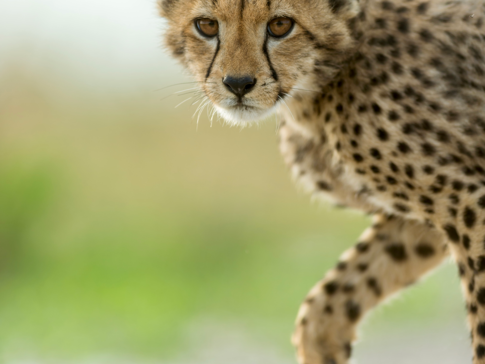 Machaba   Botswana   Okavango Delta   Gomoti Camp   Cheetah Machaba   Botswana   Okavango Delta   Gomoti Camp   Cheetah