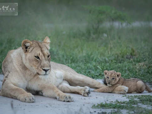 Machaba Botswana Okavango Delta Machaba Safaris Cheetah Sightings February 2017
