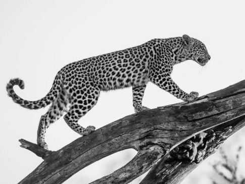 Machaba Camp Botswana Okavango Delta Little Machaba Camp Leopard Sightings August 2018