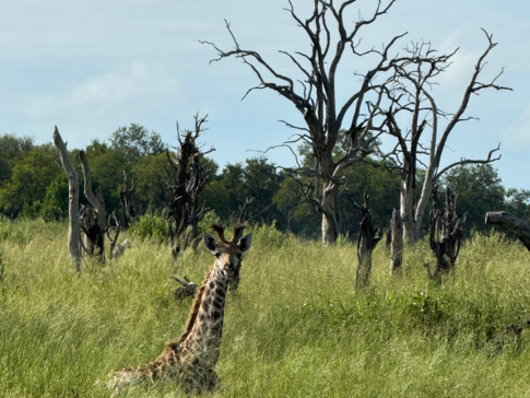 Botswana Okavango Delta Kiri Camp Wildlife Sightings February 2025 Giraffe.jpeg