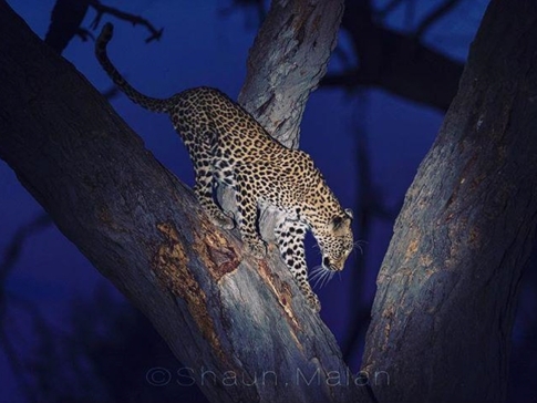 Machaba Camp Botswana Okavango Delta Little Machaba Camp Leopard 1 Sightings October 2017  4 Machaba Camp Botswana Okavango Delta Little Machaba Camp Leopard 1 Sightings October 2017  4