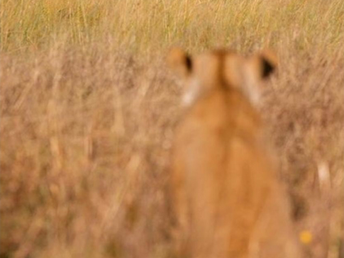 Machaba Camp Botswana Okavango Delta Little Machaba Camp Lion Sightings November 2017