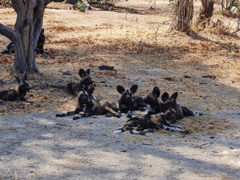 A pack of wild dogs are spotted on game drive at Ingwe Pan..