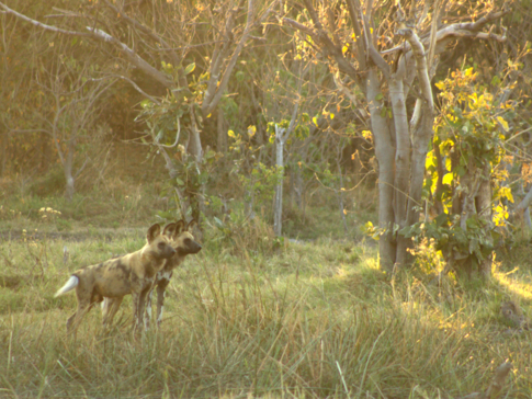 Machaba Botswana Okavango Delta Machaba Camp Wild Dog Sightings May 2018