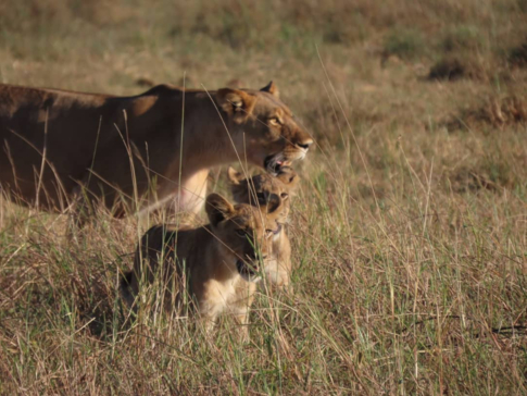 Willdife Sightings Gomoti Plains Botswana August 2024 Lioness With Cubs