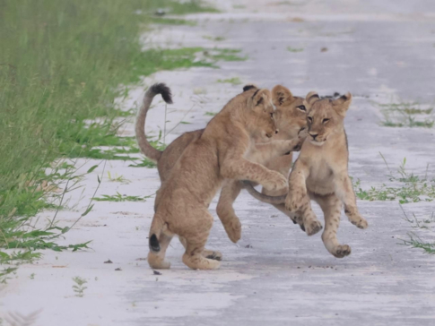 Machaba Gomoti Wildlife Sightings January 2025 Lion Cubs Playing Machaba Gomoti Wildlife Sightings January 2025 Lion Cubs Playing