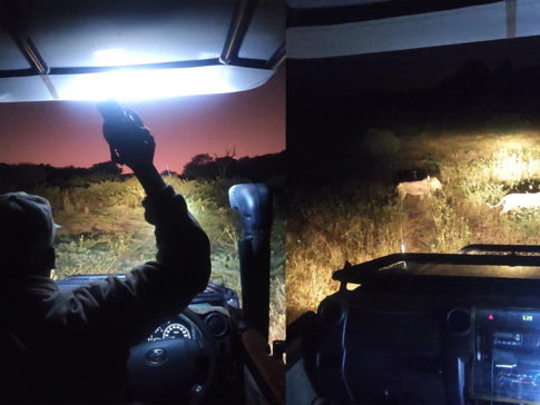 Machaba Botswana Chobe Ngoma Lodge Night Drive Machaba Botswana Chobe Ngoma Lodge Night Drive