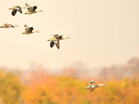 Machaba Zimbabwe Hwange Deteema August Sightings 2020 Birds Machaba Zimbabwe Hwange Deteema August Sightings 2020 Birds