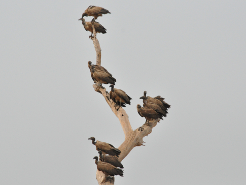 Zimbabwe Hwange Deteema Springs Wildlife Sightings September 2020 Vultures Zimbabwe Hwange Deteema Springs Wildlife Sightings September 2020 Vultures