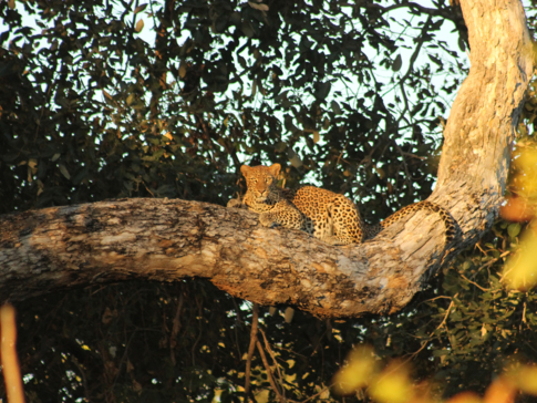 Machaba Safaris Zimbabwe Mana Pools National Park July 2023 Leopard Machaba Safaris Zimbabwe Mana Pools National Park July 2023 Leopard