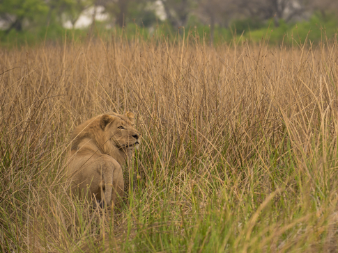 Machaba Botswana Okavango Delta Little Machaba Camp Lion Sightings April 2019 Machaba Botswana Okavango Delta Little Machaba Camp Lion Sightings April 2019