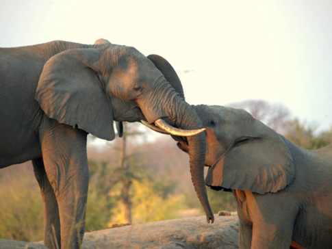 Machaba Zimbabwe Hwange Deteema August Sightings 2020 Elephants Machaba Zimbabwe Hwange Deteema August Sightings 2020 Elephants