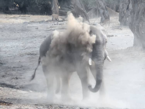 Mana River Camp Elephant Bathing 5