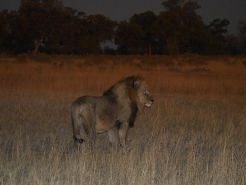 Machaba Safaris Kiri Camp Lion Sunset Machaba Safaris Kiri Camp Lion Sunset