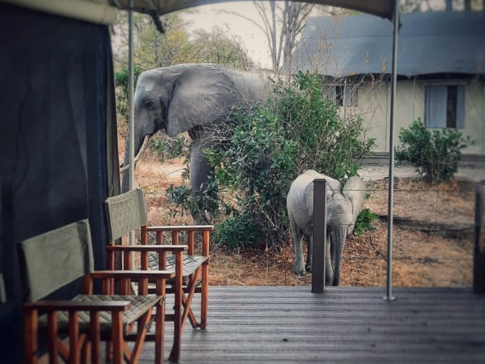 Zimbabwe Mana Pools Ingwe Pan Elephants In Camp