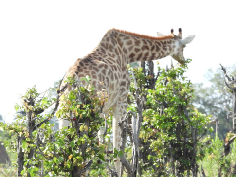 Machaba Kiri Camp Wildlife Sightings May 2026 Giraffe In The Okavango