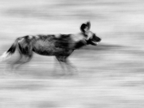 Machaba Botswana Okavango Delta Machaba Wild Dog Sightings May 2017 Machaba Botswana Okavango Delta Machaba Wild Dog Sightings May 2017