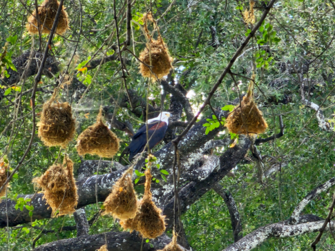 Ingwe Pan April Stories Weavers Nests