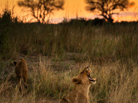 A lioness roars as teh sun sets over the Okavango Delta
