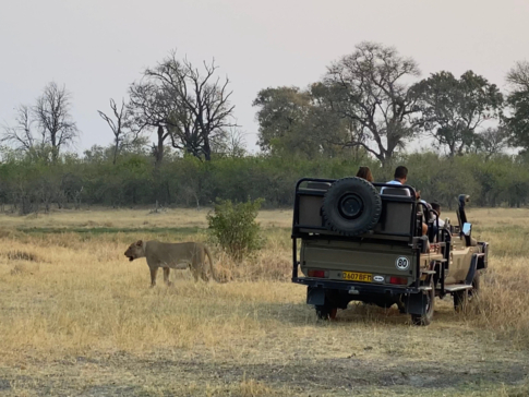 Machaba Botswana Okavango Delta August Sightings 2020 Lion