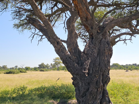 Verneys Camp Hwange Lions Verneys Camp Hwange Lions