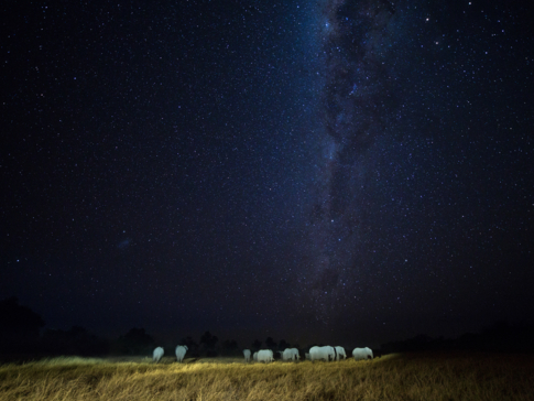 Machaba Botswana Zimbabwe Ultimate Safari Destination Elephant Star Gazing