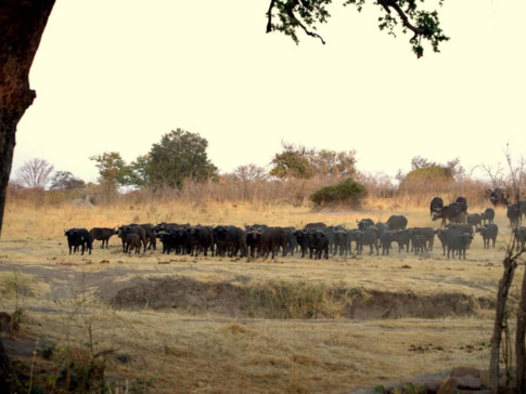Machaba Zimbabwe Hwange Deteema August Sightings 2020 Buffalo Herd Machaba Zimbabwe Hwange Deteema August Sightings 2020 Buffalo Herd