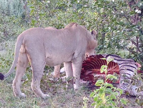 Botswana Okavango Delta Kiri Camp Lion