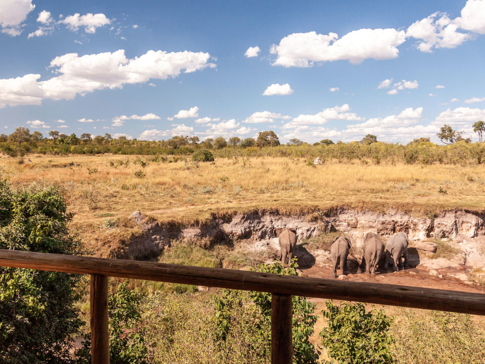 Zimbabwe Hwange Deteema Springs Sightings June 2021 Elephant Herd Zimbabwe Hwange Deteema Springs Sightings June 2021 Elephant Herd