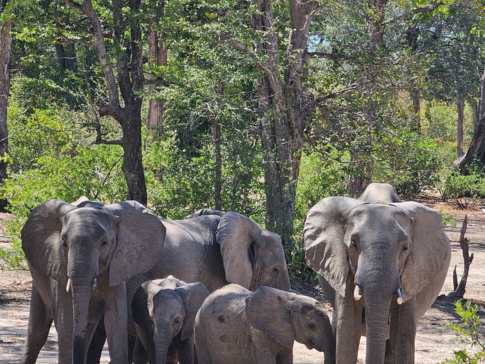 Ingwe Pan April Stories Herd Elephants