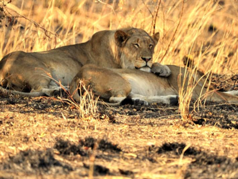 Machaba Zimbabwe Hwange Deteema Camp Lions 2 Sightings August 2019 Machaba Zimbabwe Hwange Deteema Camp Lions 2 Sightings August 2019
