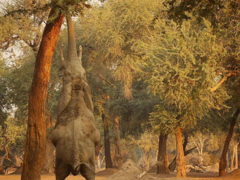 My Take On Mana Blog Elephants