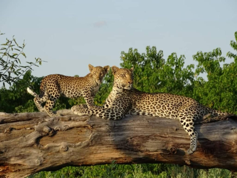 Botswana Gomoti Camp Leopard And Cub Botswana Gomoti Camp Leopard And Cub