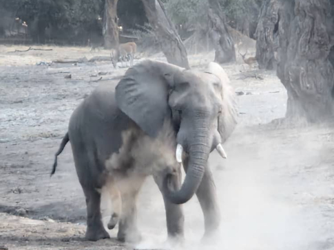 Mana River Camp Elephant Bathing 1